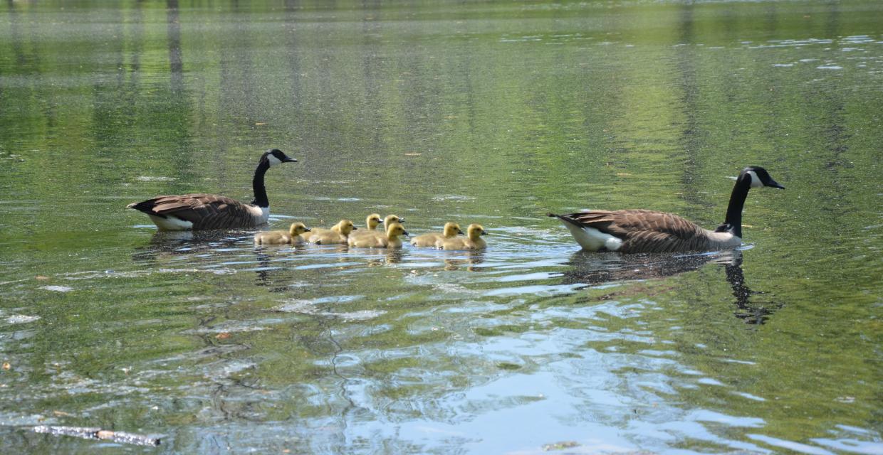 Keeping your goslings in a row Photo: Jim Simpson