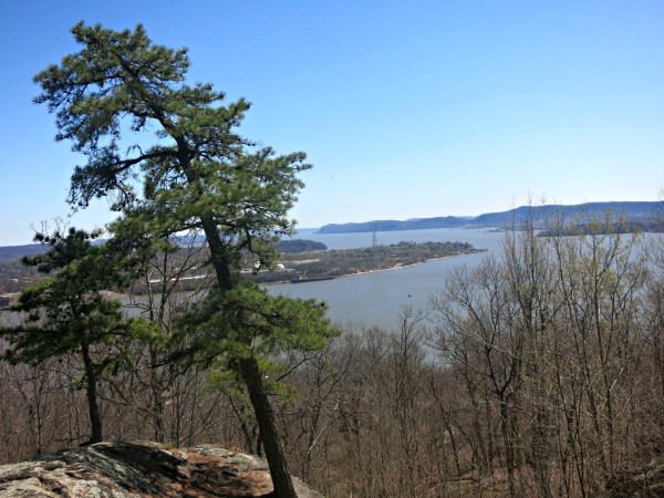 View of the Hudson River from the viewpoint off the Timp-Torne Trail with two pitch pines. Photo by Daniel Chazin.