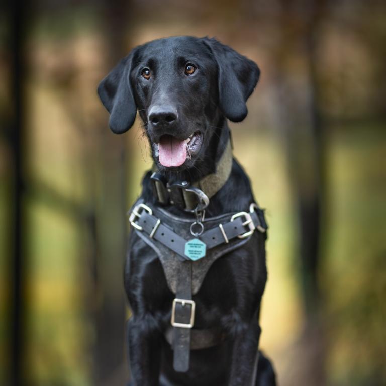 Conservation Dog Peat. Photo by Arden Blumenthal.